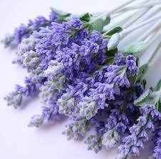 3_Lavender.jpg